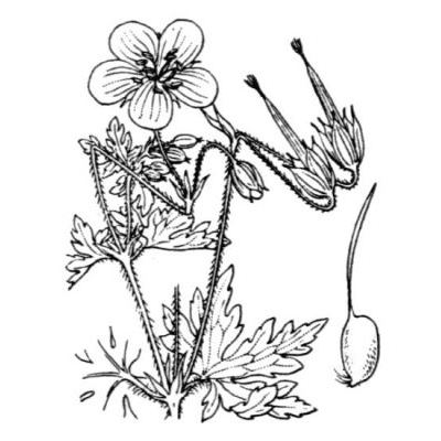 Geranium palustre L. 