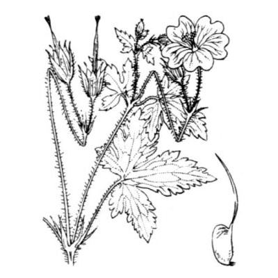 Geranium versicolor L. 
