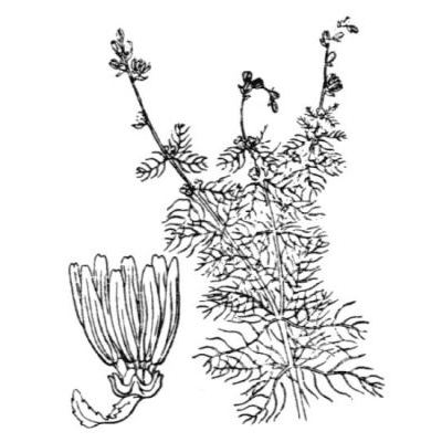 Myriophyllum alterniflorum DC. 