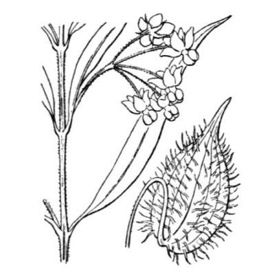 Gomphocarpus fruticosus (L.) W.T.Aiton 