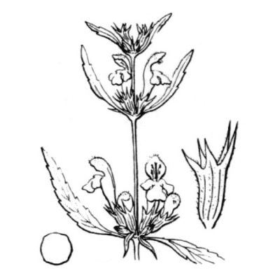 Galeopsis reuteri Rchb. f. 