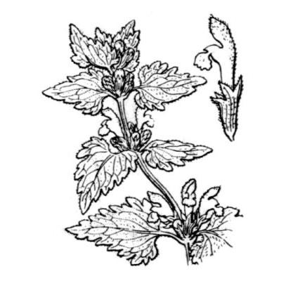 Lamium garganicum subsp. corsicum (Gren. & Godr.) Mennema 