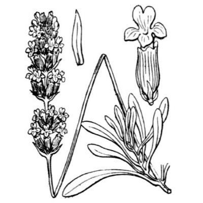 Lavandula latifolia Medik. 