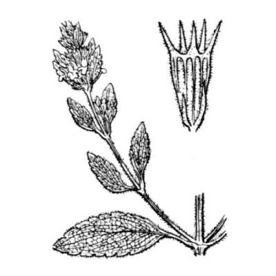 Marrubium peregrinum L. 