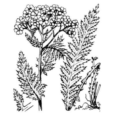 Achillea distans subsp. tanacetifolia (Fiori) Janch. 
