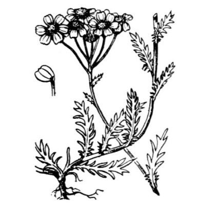 Achillea erba-rotta subsp. moschata (Wulfen) Vacc. 