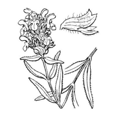 Prunella hyssopifolia L. 