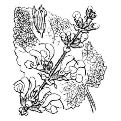 Salvia pratensis L. 