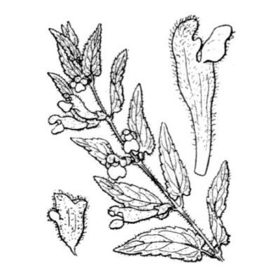 Scutellaria minor Huds. 