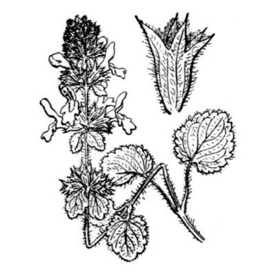 Stachys marrubiifolia Viv. 