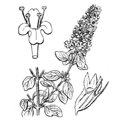 Thymus pulegioides subsp. montanus (Benth.) Ronniger 