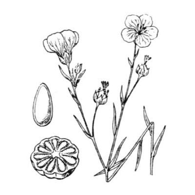 Linum usitatissimum L. subsp. angustifolium (Huds.) Thell. 