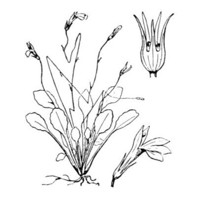 Solenopsis corsica (Meikle) M. B. Crespo & al. 