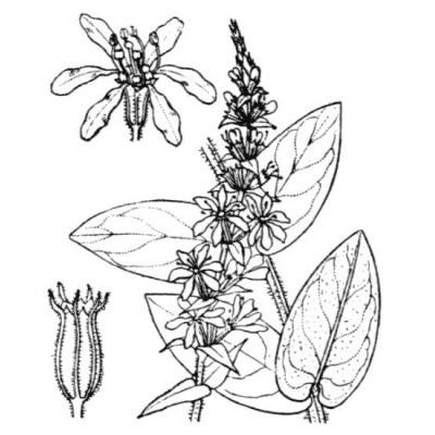 Lythrum salicaria L. 