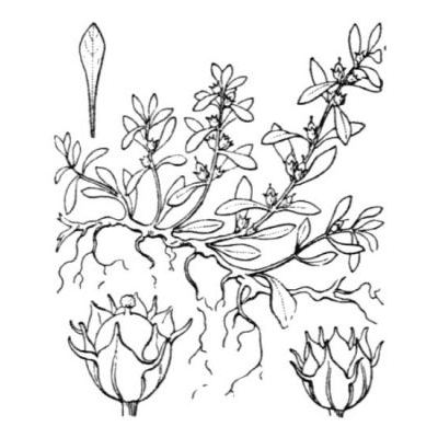 Lythrum portula (L.) D. A. Webb 
