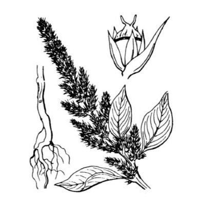 Amaranthus cruentus L. 