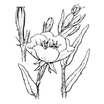 Oenothera stricta Ledeb. 