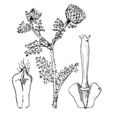 Anacyclus valentinus L. 