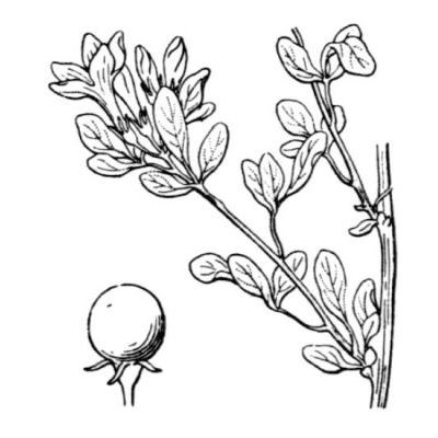 Chrysojasminum fruticans (L.) Banfi 