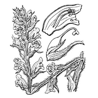 Orobanche hederae Duby 