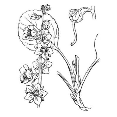 Pyrola rotundifolia L. 