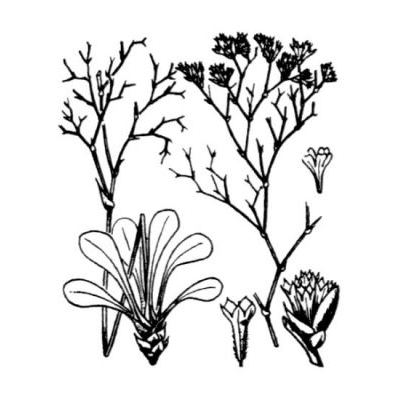Limonium bellidifolium (Gouan) Dumort. 
