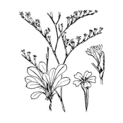Limonium duriusculum (Girard) Fourr. 
