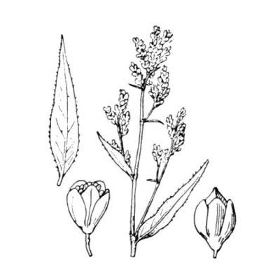 Aconogonon alpinum (All.) Schur 