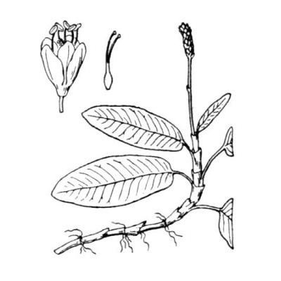 Persicaria amphibia (L.) Gray 