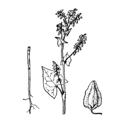 Fagopyrum tataricum (L.) Gaertner 