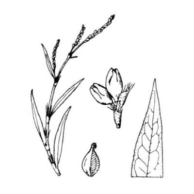 Polygonum salicifolium Brouss. 