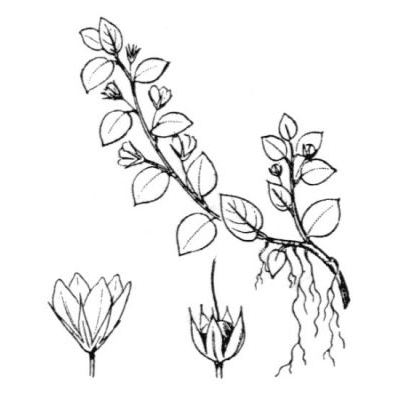 Anagallis crassifolia Thore 