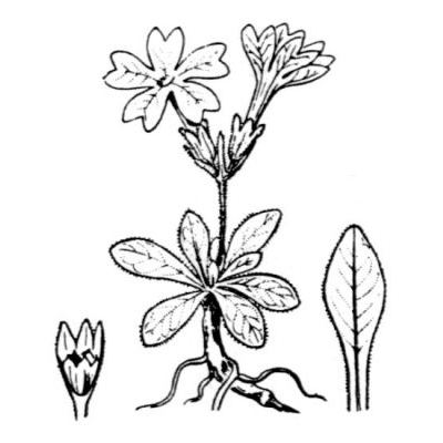 Primula integrifolia L. 