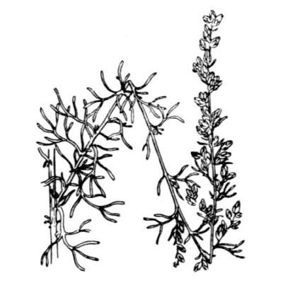Artemisia campestris subsp. glutinosa (Besser) Batt. 