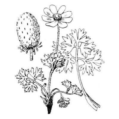 Anemone baldensis L. 