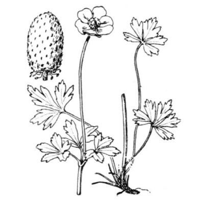 Anemone sylvestris L. 
