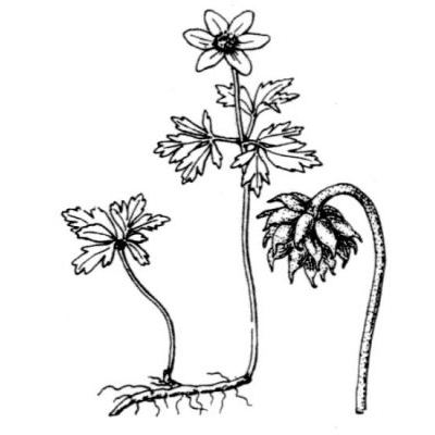 Anemonoides nemorosa (L.) Holub 