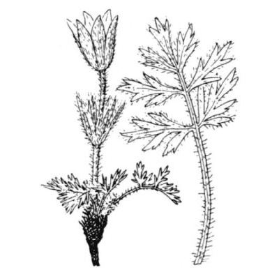 Pulsatilla halleri (All.) Willd. subsp. halleri 