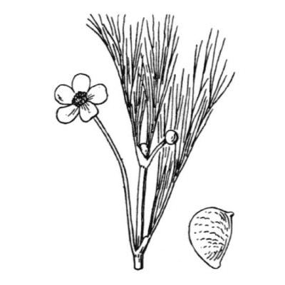 Ranunculus fluitans Lam. 
