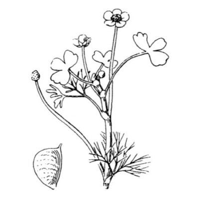 Ranunculus peltatus subsp. baudotii (Godr.) C. D. K. Cook 