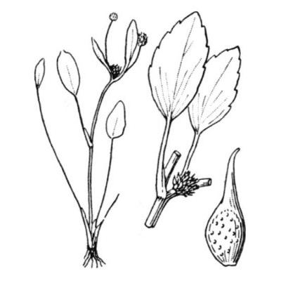 Ranunculus lateriflorus DC. 