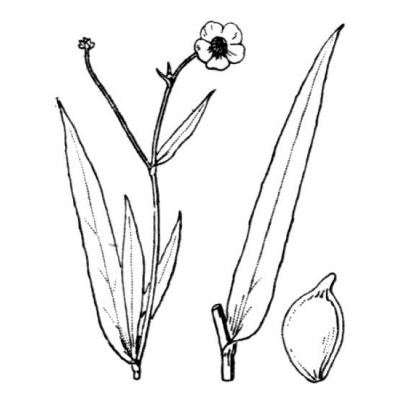 Ranunculus lingua L. 
