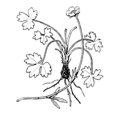 Ranunculus marschlinsii Steud. 
