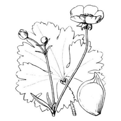 Ranunculus macrophyllus Desf. 