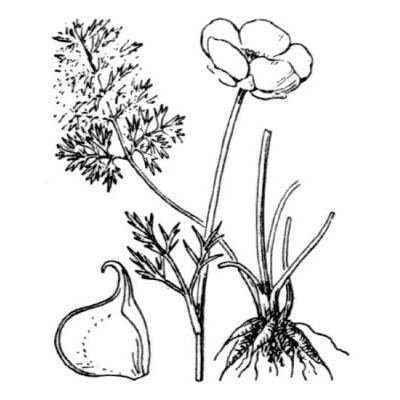 Ranunculus millefoliatus Vahl 
