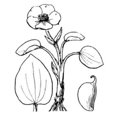 Ranunculus parnassifolius L. 
