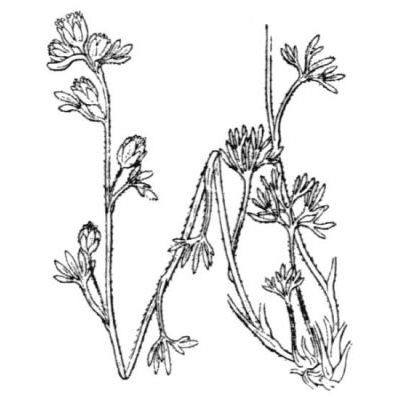Artemisia umbelliformis Lam. 