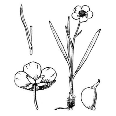 Ranunculus pyrenaeus L. 