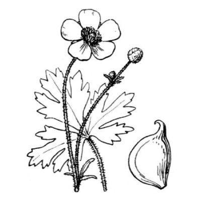 Ranunculus tuberosus Lapeyr. 