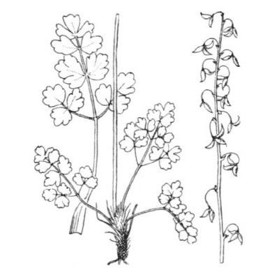 Thalictrum alpinum L. 